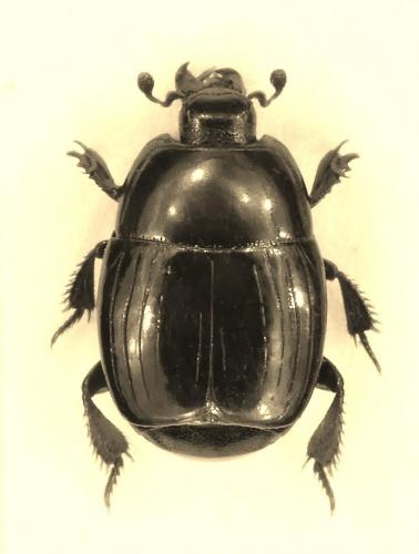 Réf. 217 607 : Hister capsirensis